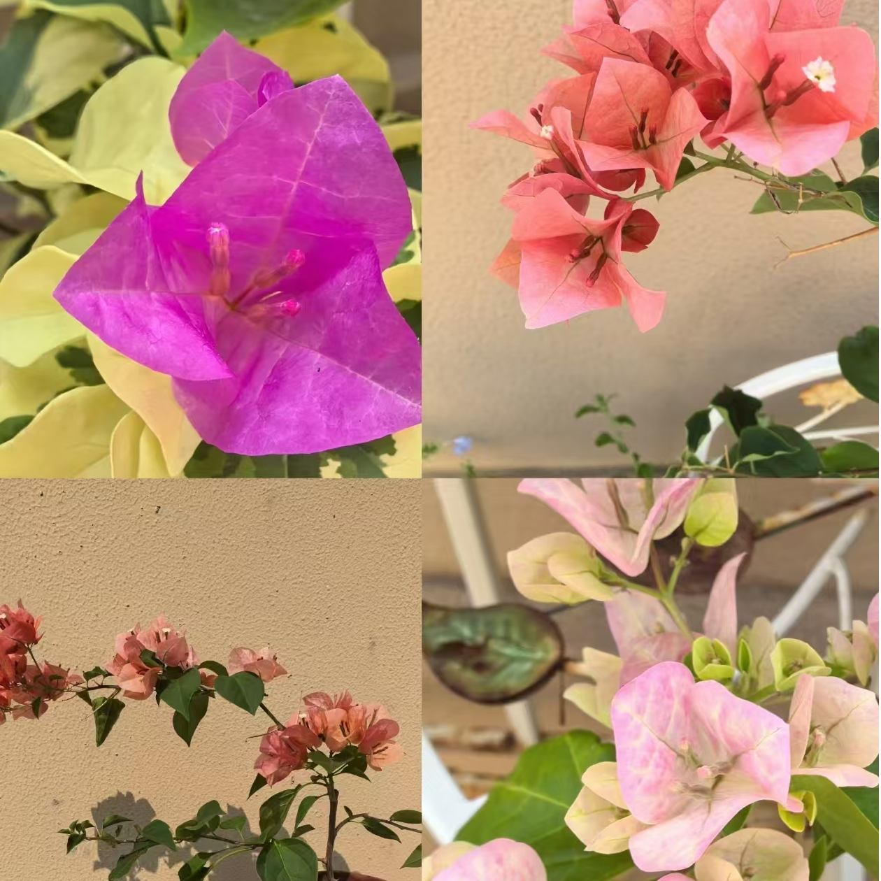 精品三角梅一物一拍落花落叶介意勿拍