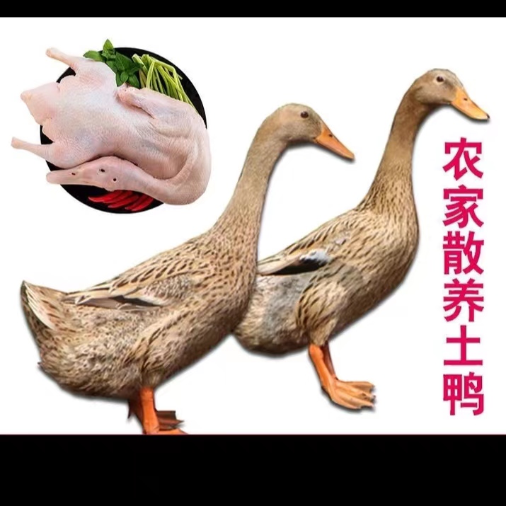 鸭子  杀后净重2-3斤