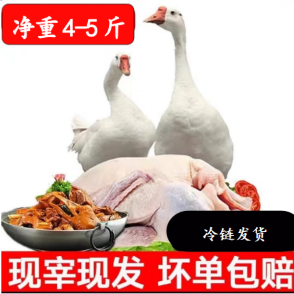 【拍一发三】大白鹅 大鹅 杀后净重4-5斤