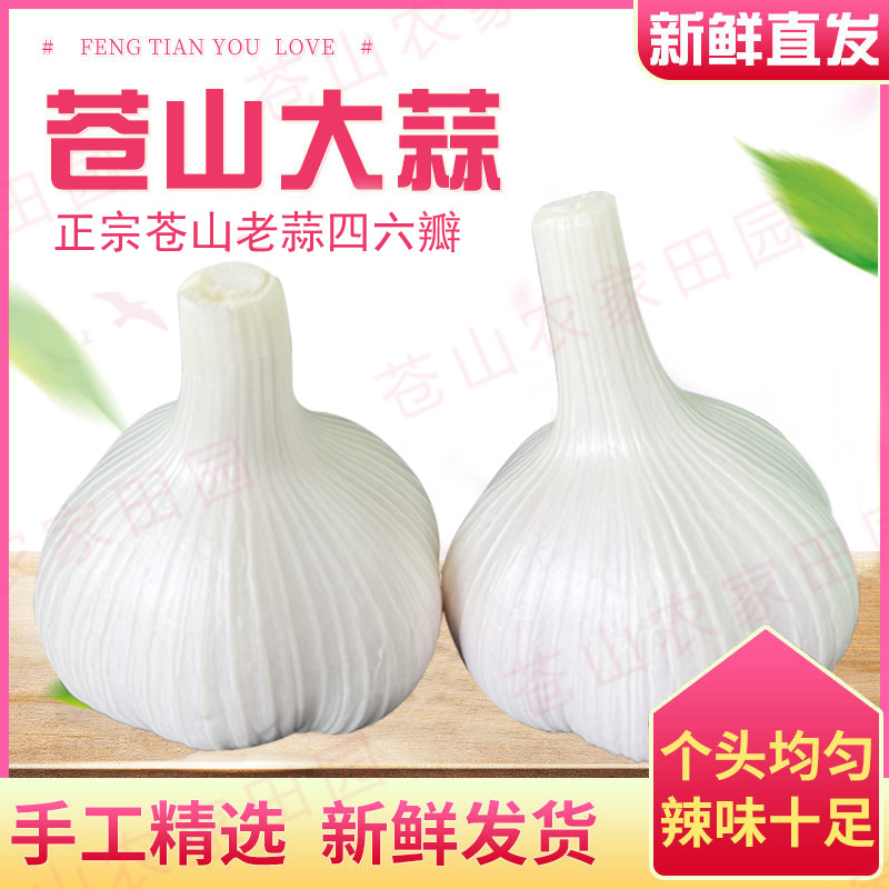 鲜蒜湿蒜正宗山东苍山大蒜二三瓣四六瓣多瓣蒜批发新鲜大蒜