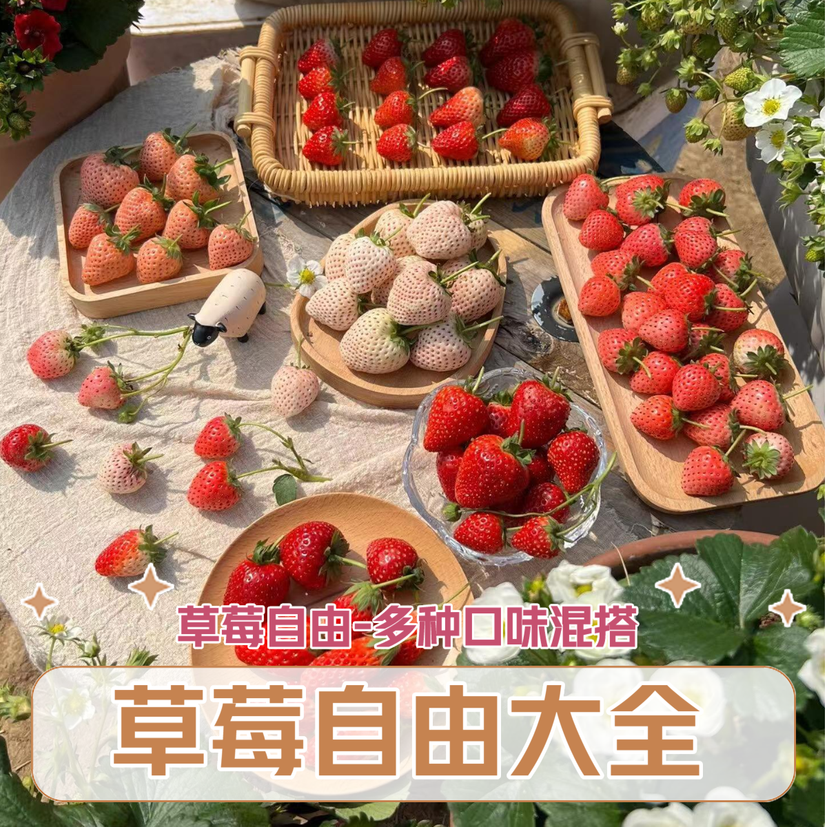 【10颗根系好】草莓苗庭院室内室外均可种植草莓苗带盆带土