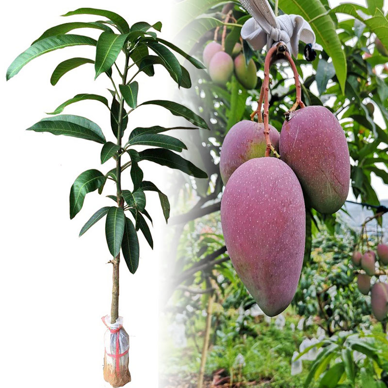 金煌芒果树苗台农四季蜜芒贵妃芒苗嫁接果树苗带土当年结果