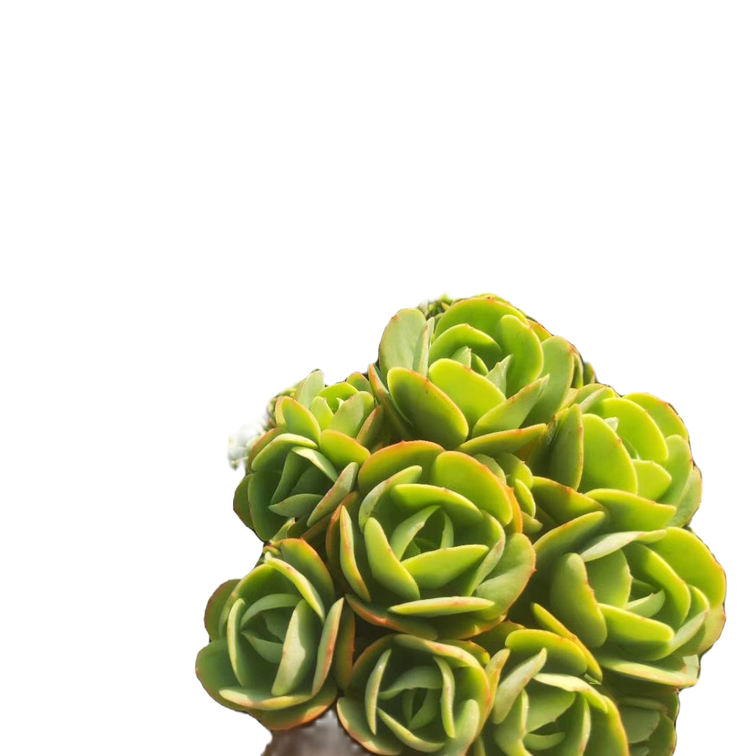 地栽大老桩，箱拍多肉不重复，一物一拍，5号箱，满箱