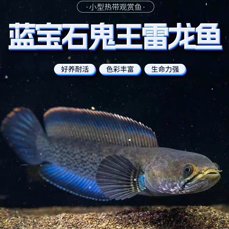 蓝宝石鬼王雷龙鱼巴卡二型热带淡水鱼人工印尼鬼王雷龙精品