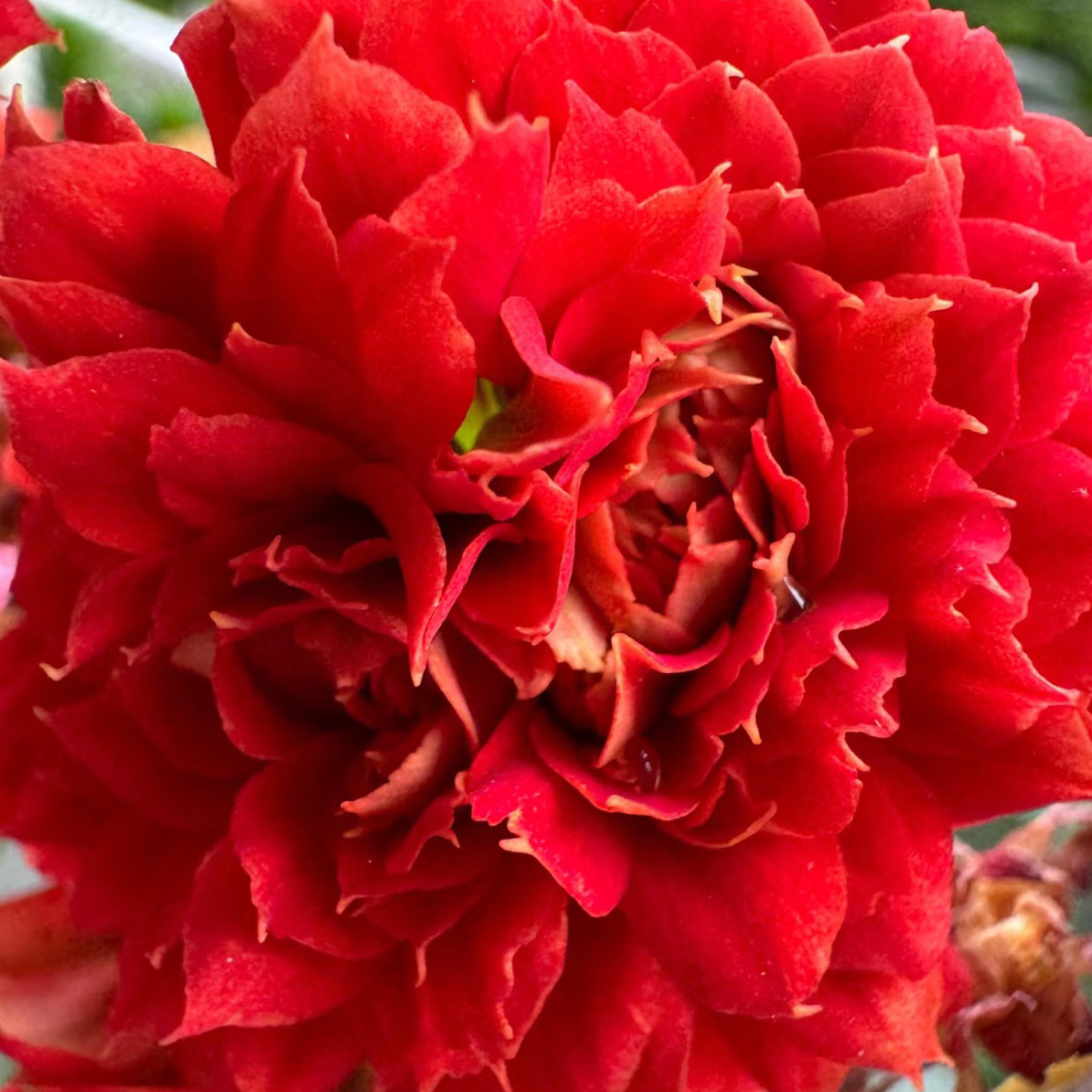 【武神】重瓣大花长寿花