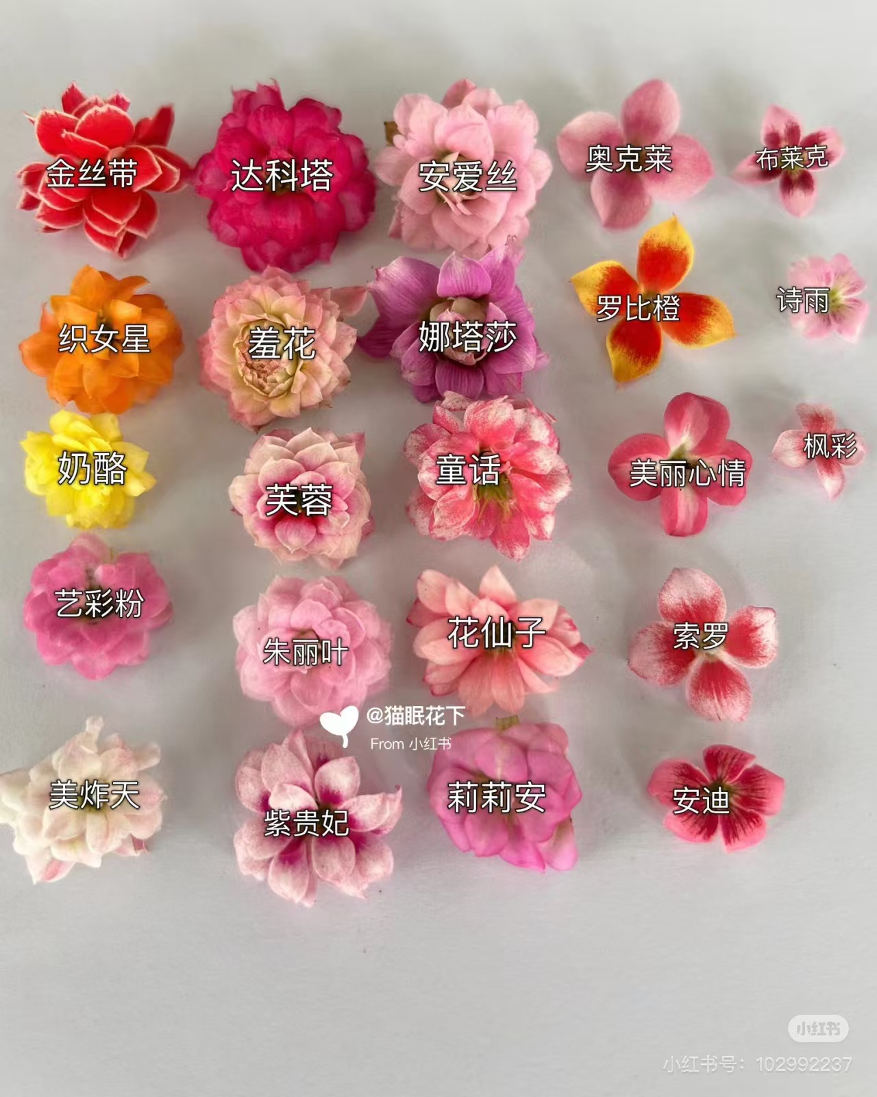 随机长寿花花后苗一盆