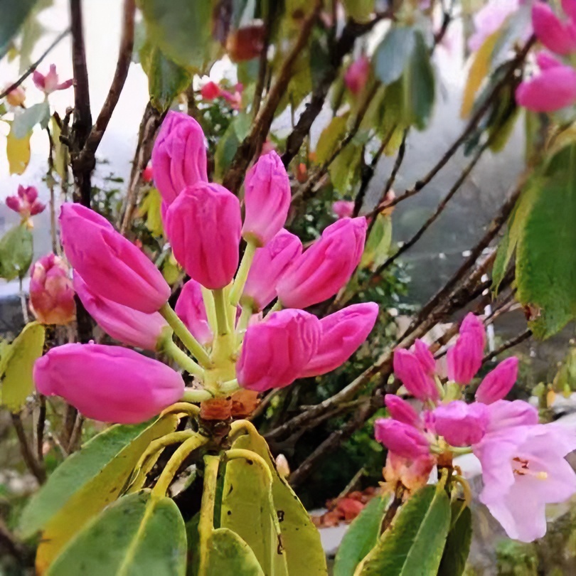 云锦杜鹃，观赏植物，颜色亮丽，一物一拍