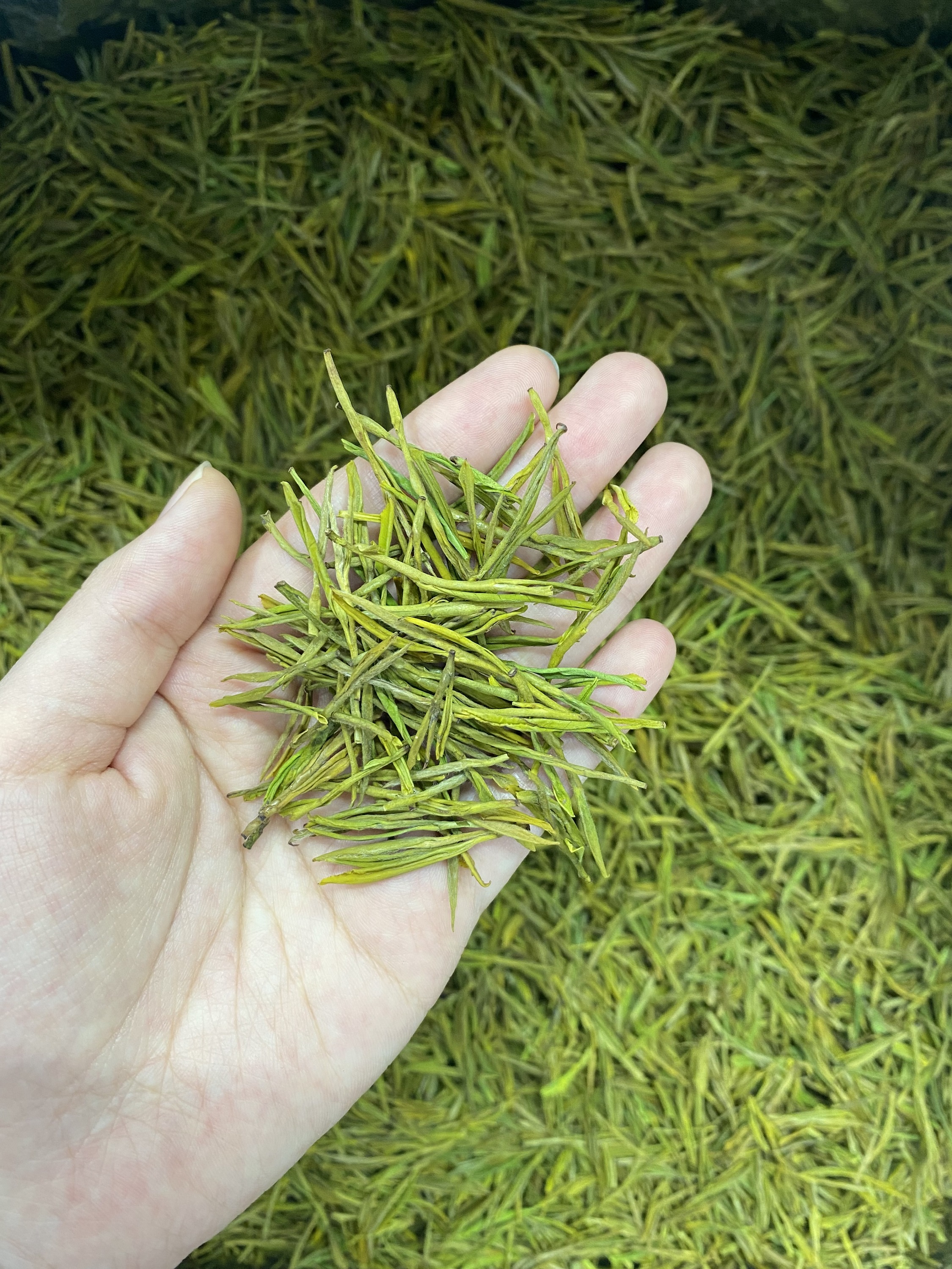 浙江明前高山黄金芽(2-6-0)浓香耐泡五泡汤色金黄透亮