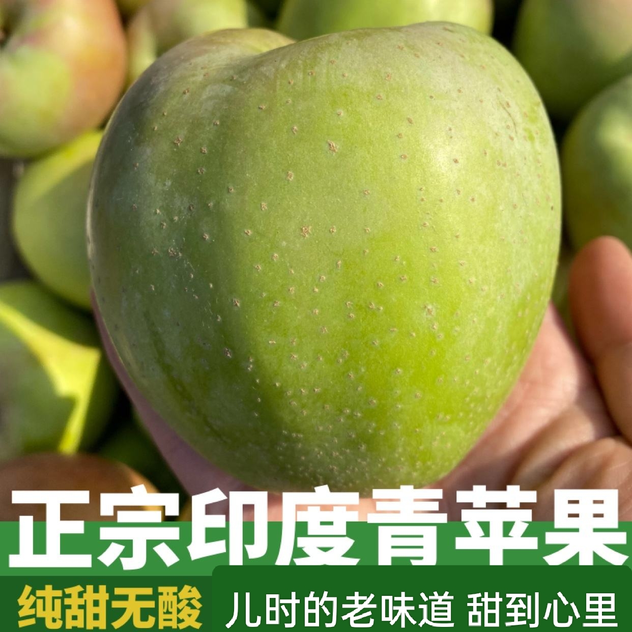 【顺丰包邮老式印度青苹果】大连瓦房店老式印度青苹果纯甜稀有品种