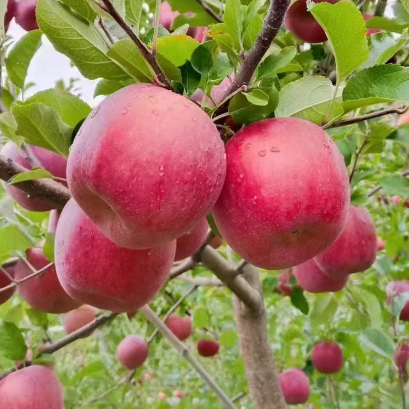 小金县红苹果阿坝州高海拔糖心原生态水果现摘发货9个12个24个