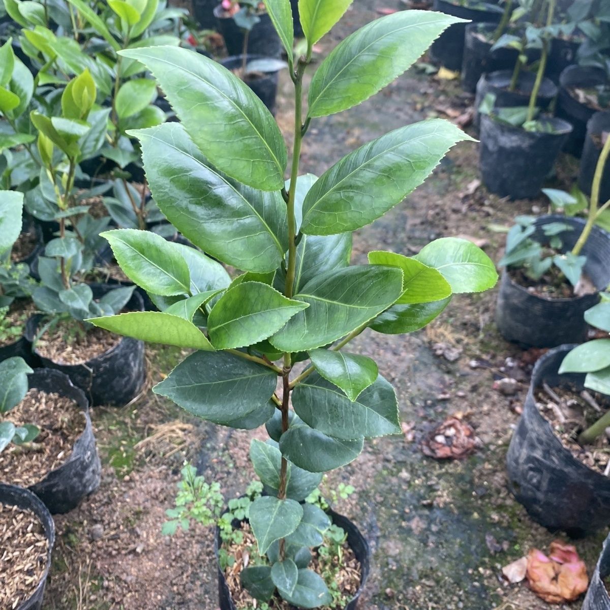 茶花盆栽山茶花绿植带花苞树苗花卉大型嫁接动态四季重瓣名贵老桩