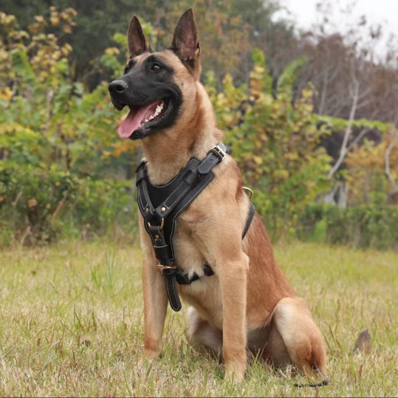 中大型犬狗狗牛皮胸背带k9牵引绳马犬杜宾金毛狗链子防爆冲套背