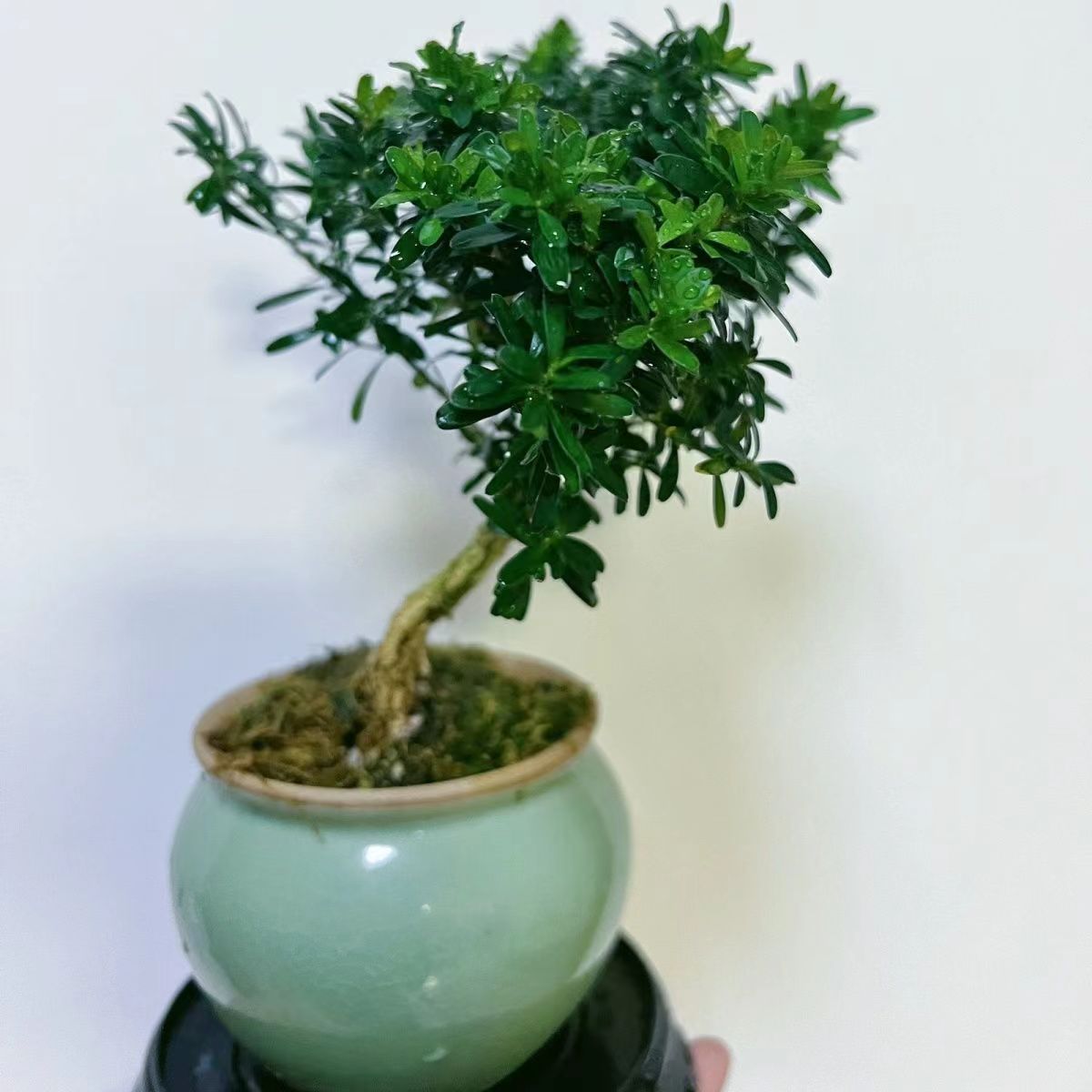 松柏盆景.精致美观