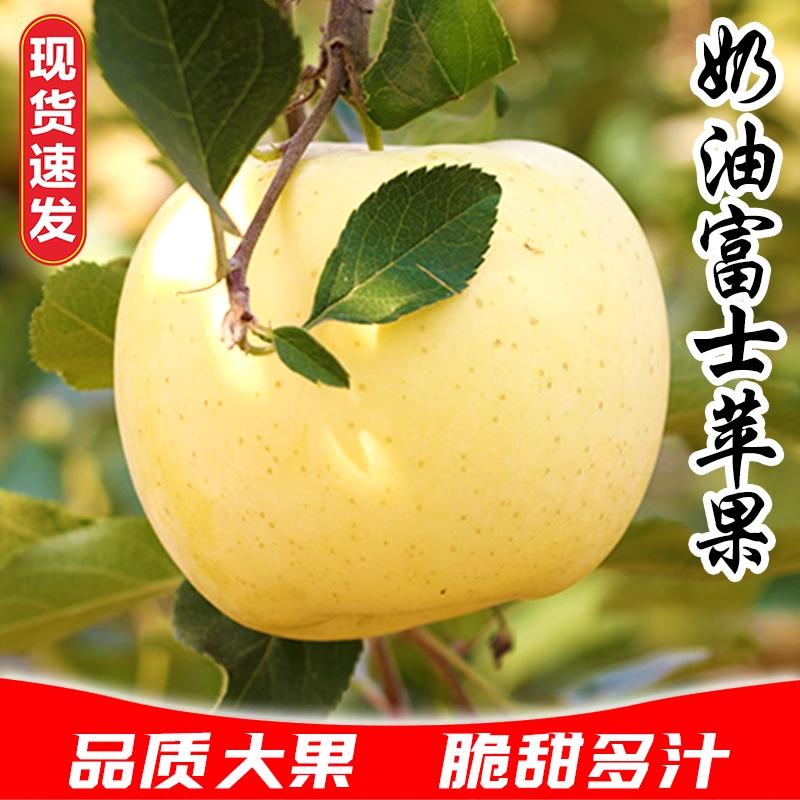 脆甜多汁山东烟台黄金奶油富士苹果礼盒水果新鲜采摘当季现摘包邮