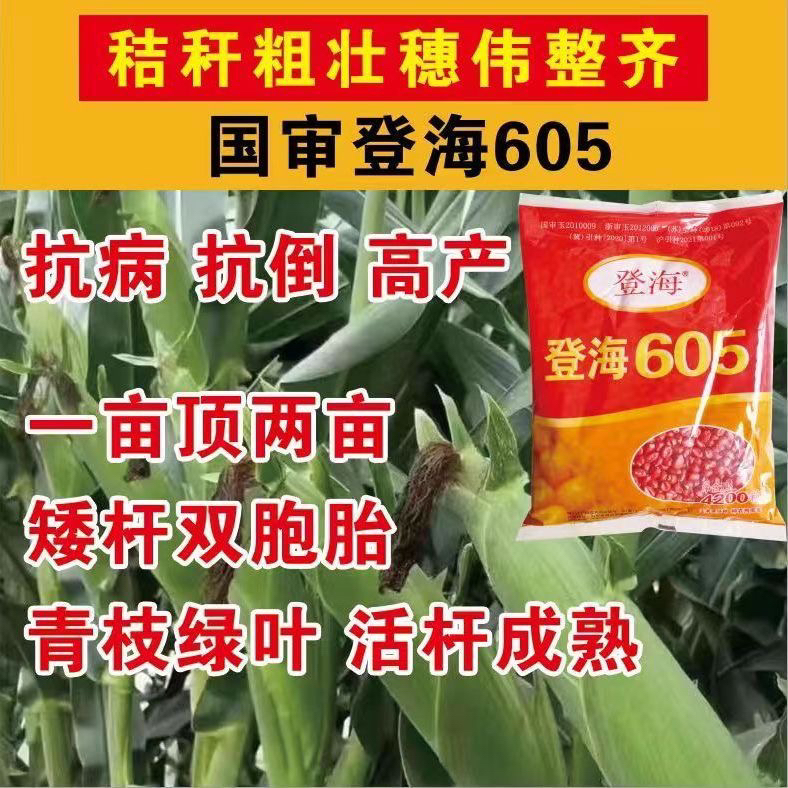 登海605加磷酸二钾