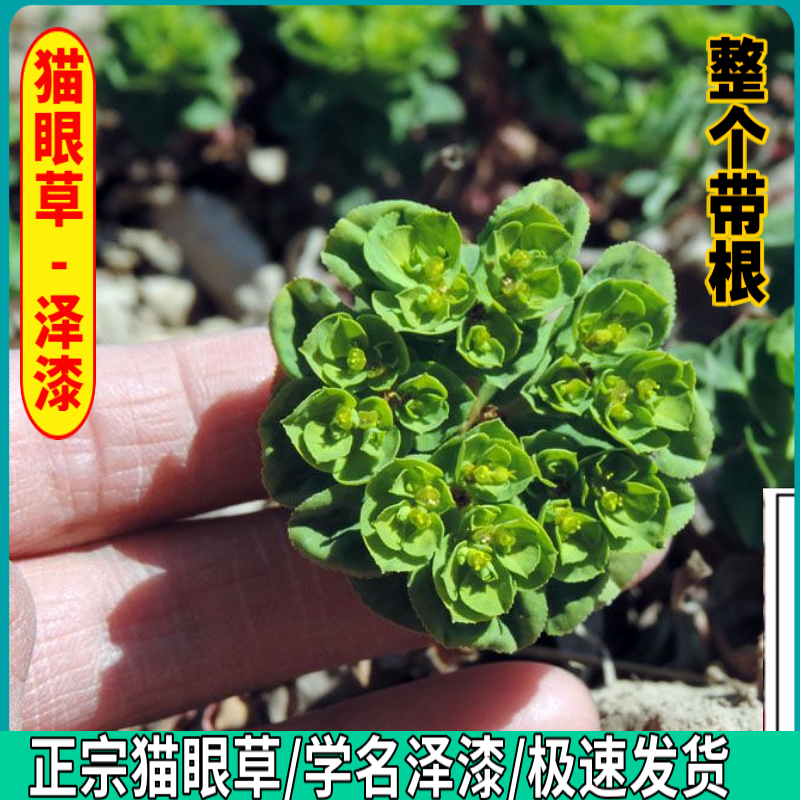 野生猫眼草泽漆五朵云猫耳眼晒干正宗猫眼草猫儿眼泽漆新货50克