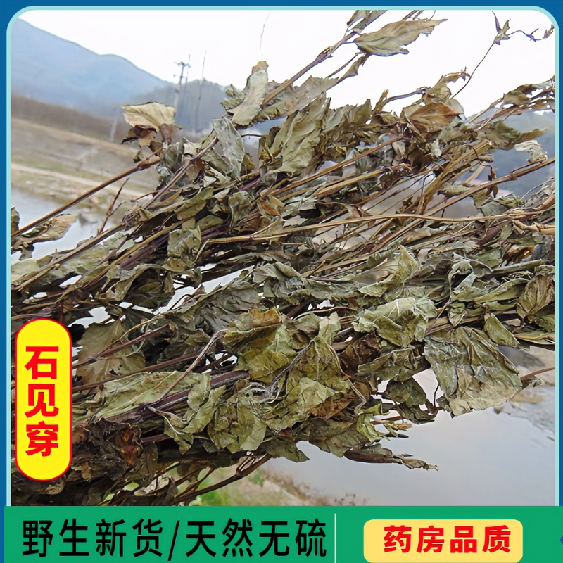 石见穿野生新货石打穿 石见川 月下红草本天然农家