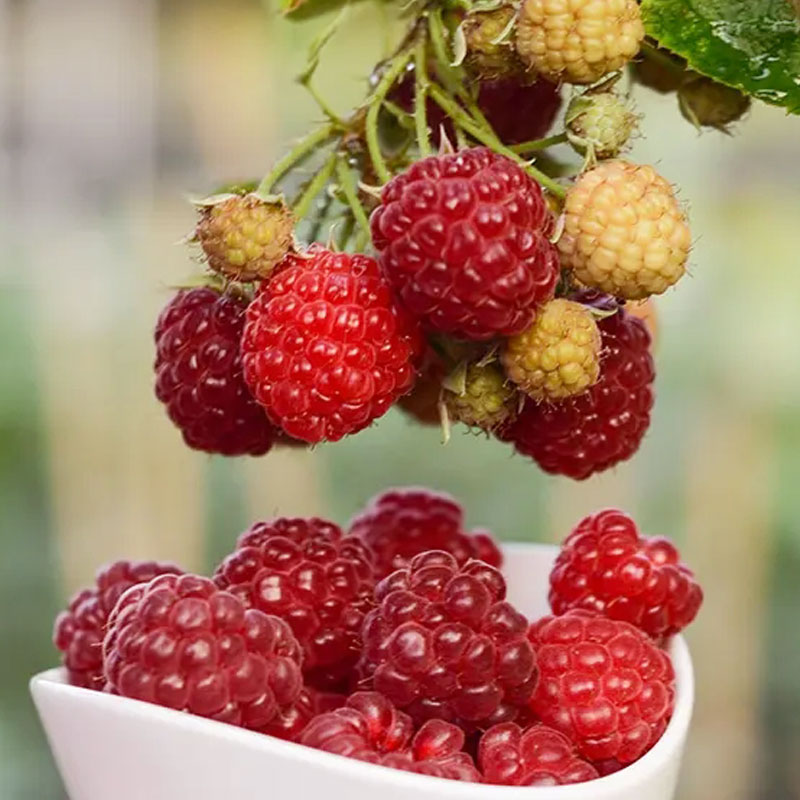 清水晓筑红树莓黑泡黑莓1加仑和5加仑阳台庭院果树种植