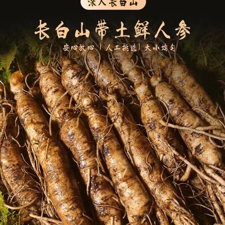 长白山 新鲜人参  产地 直供原产地发货滋养泡茶煮水