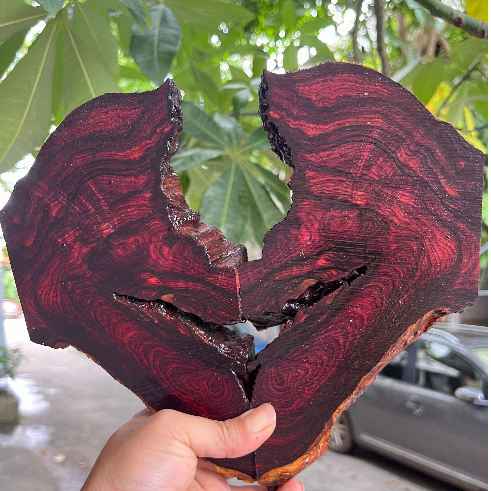 海南黄花梨水波瘤疤蜘蛛对眼