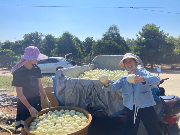 【顺丰】广西甜瓜白皮香瓜5-10斤