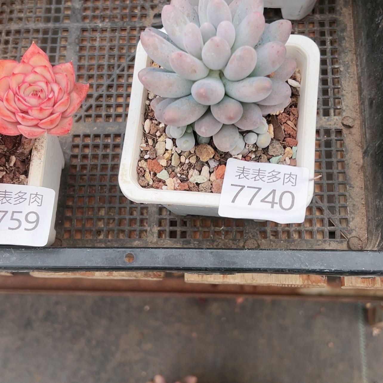 【闪购商品】?*每天7 7 4 0
