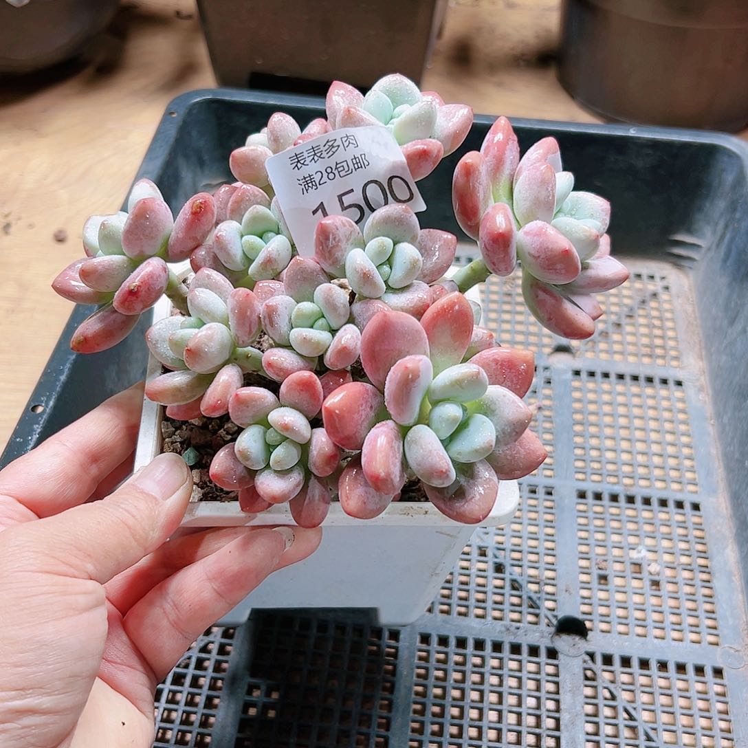 9号多肉我们的确1500