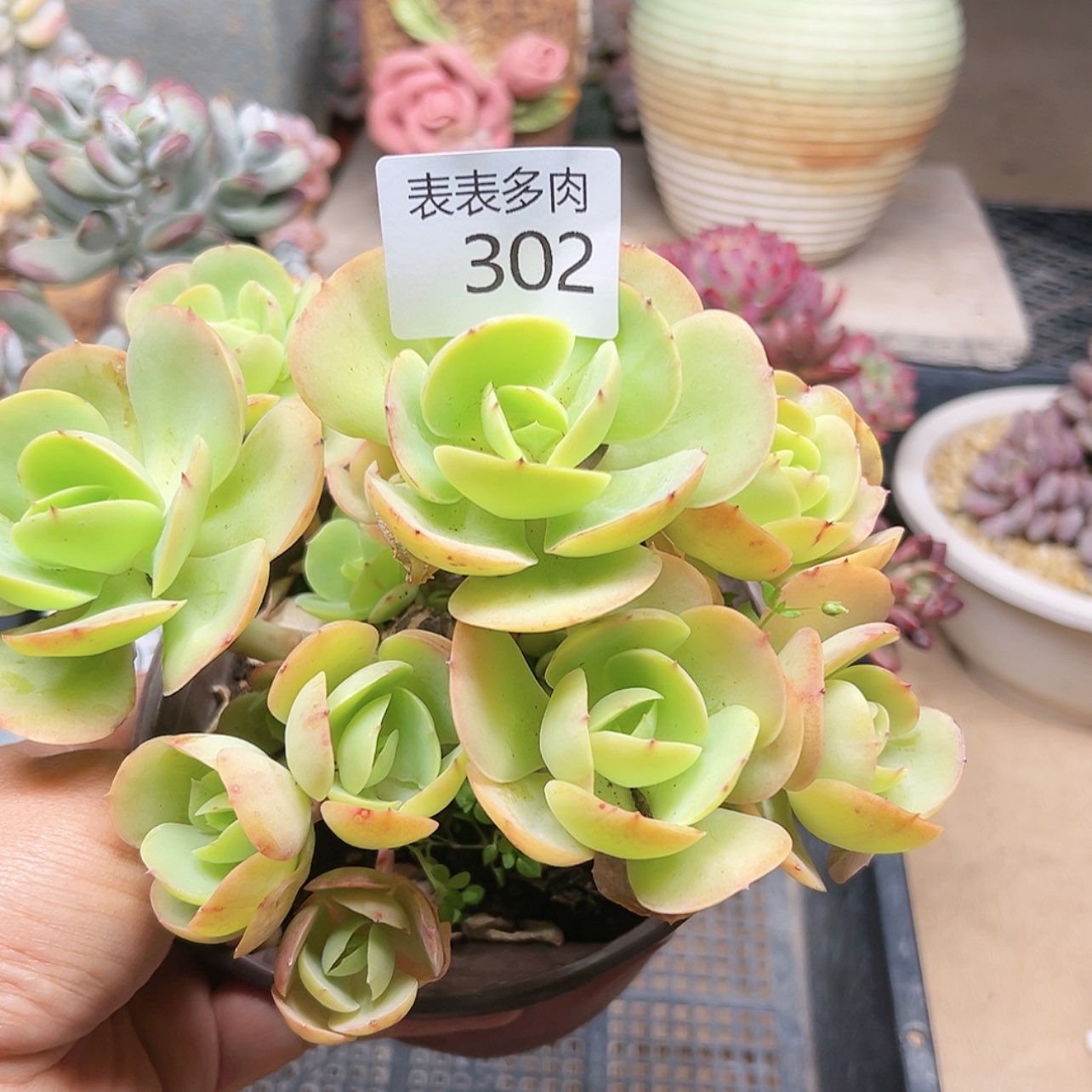 【闪购商品】每天3 0 2
