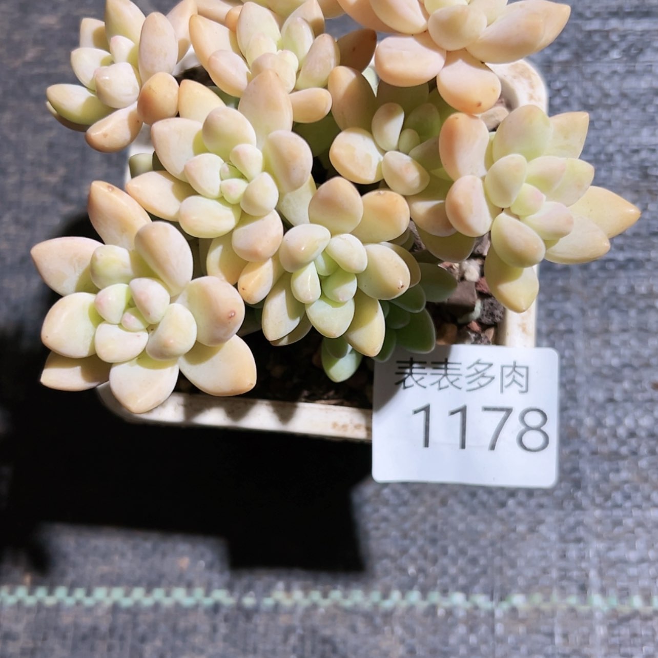 【闪购商品】今天1178