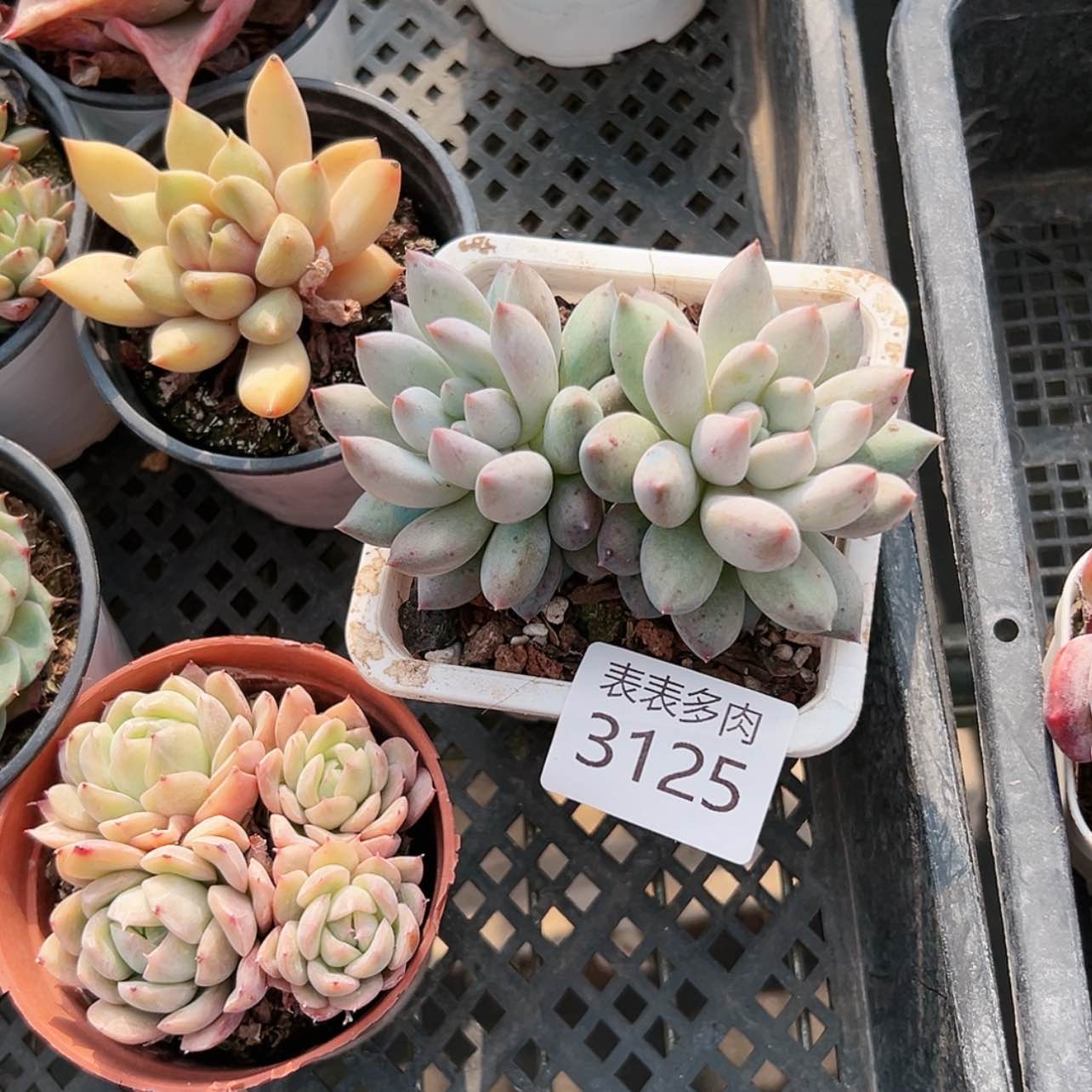 【闪购商品】胖*乐每天3 1 2 5