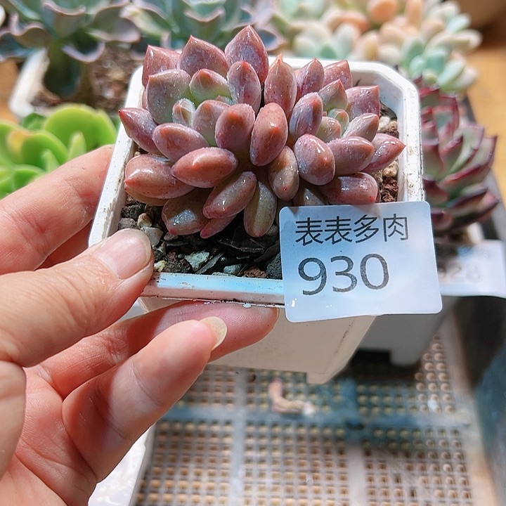 9 0盆多肉我们的生活是930