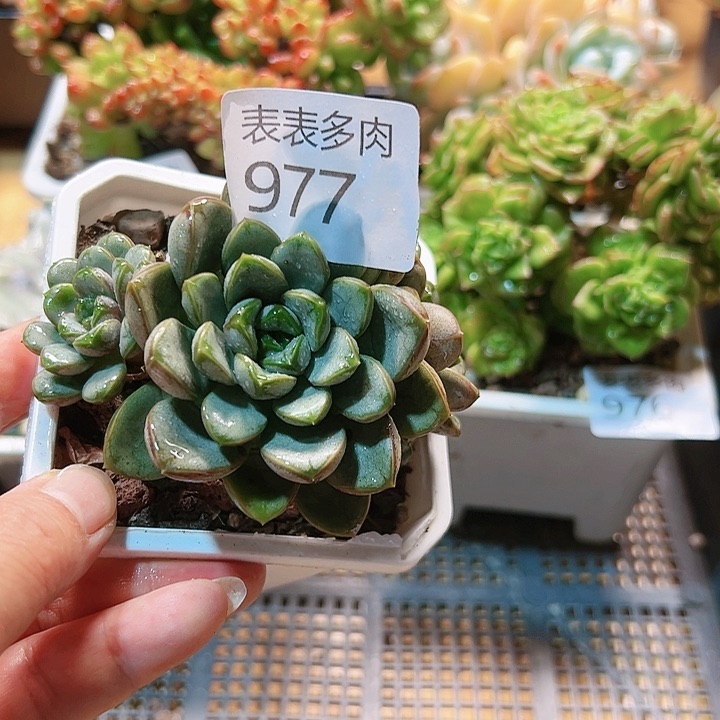 9 0盆多肉我们的生活是977
