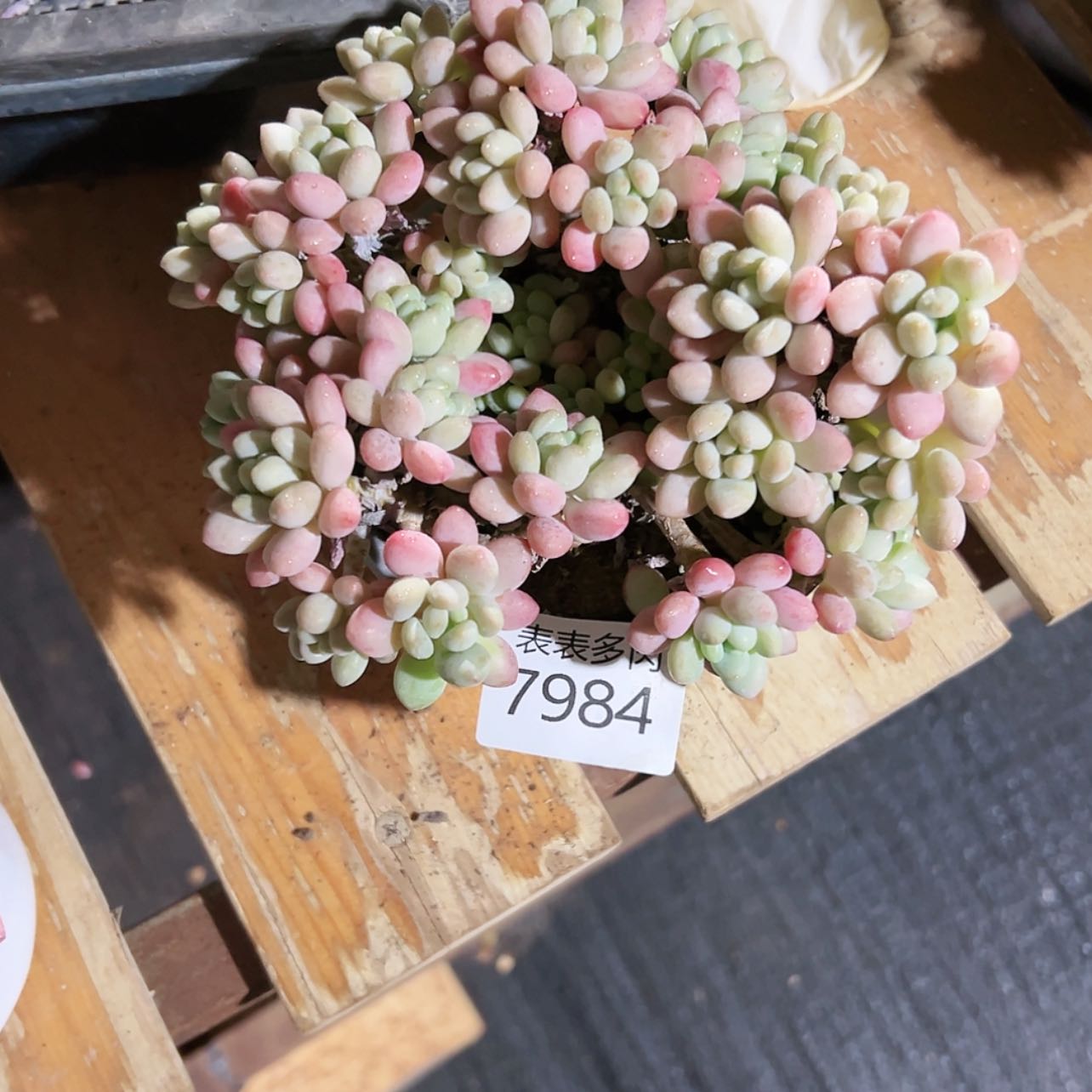 【闪购商品】每天7 9 8 4