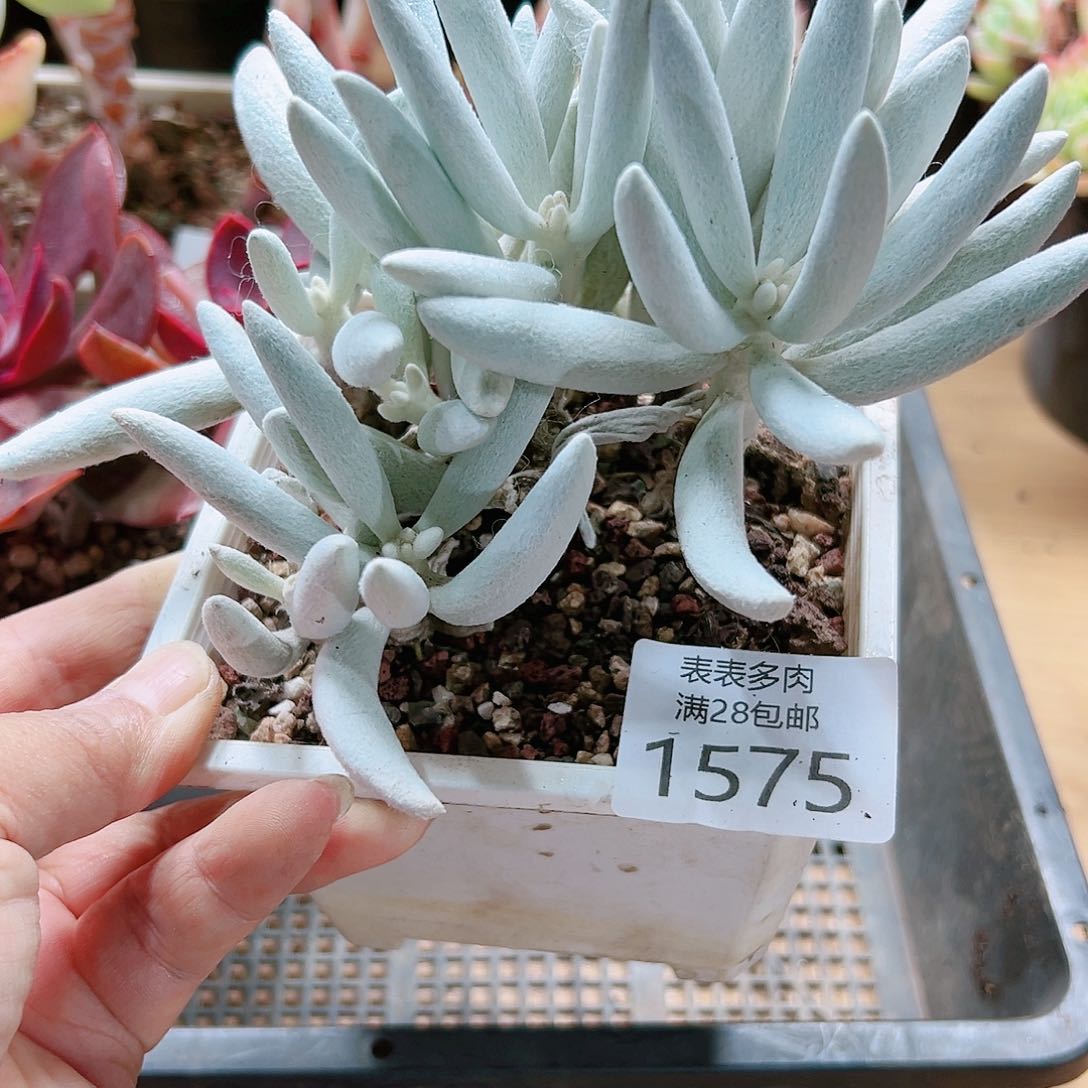 9号多肉我们的确1575