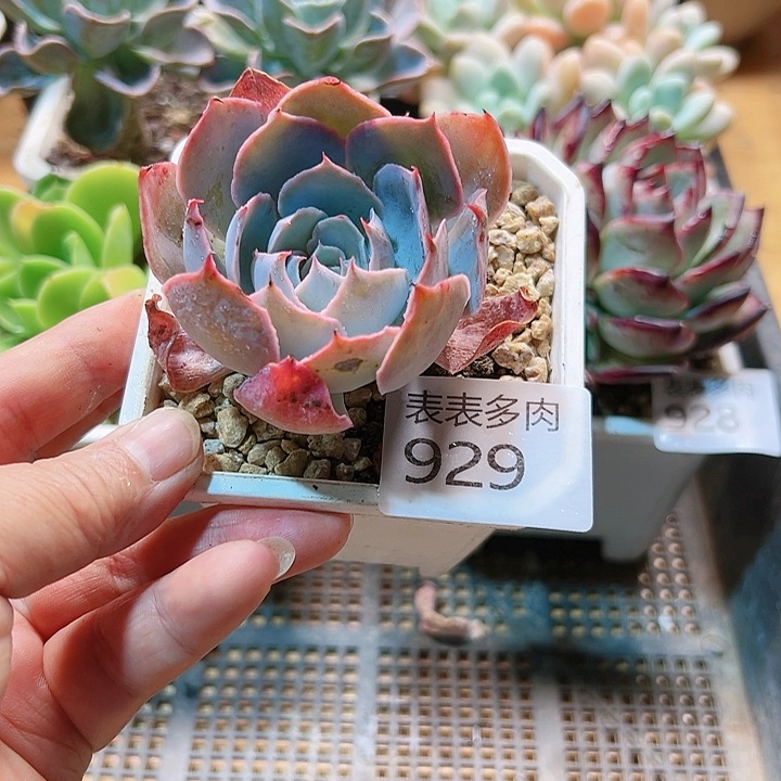 9 0盆多肉我们的生活是929