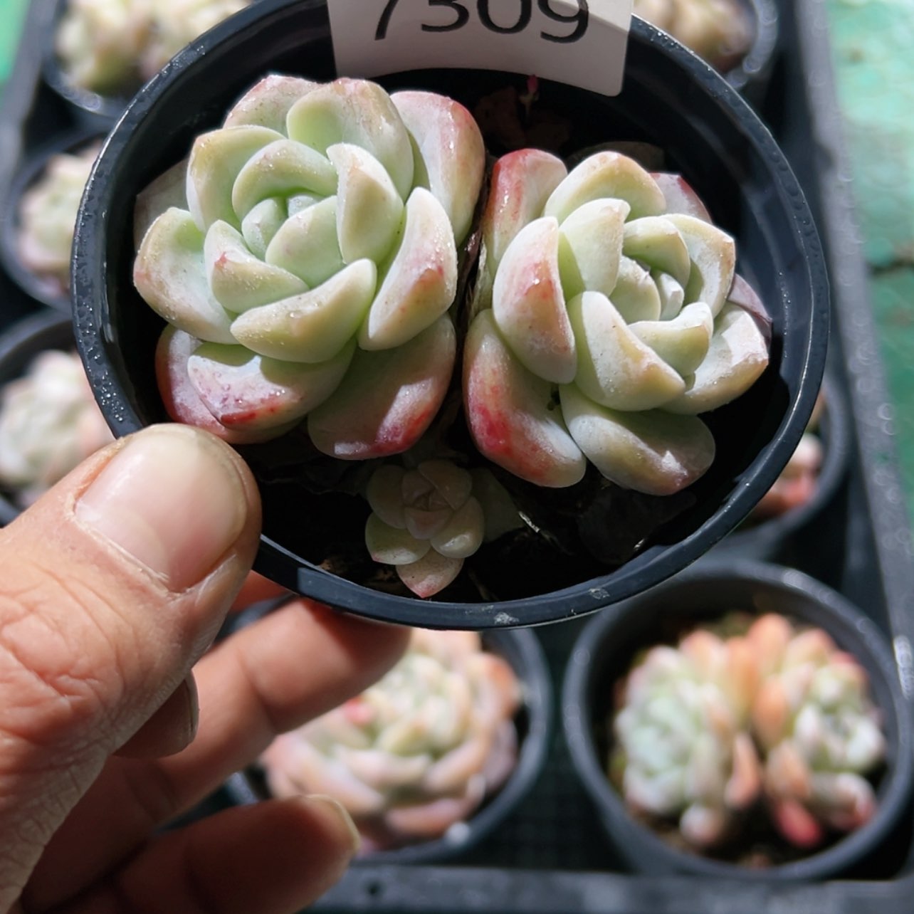 【闪购商品】编号7309
