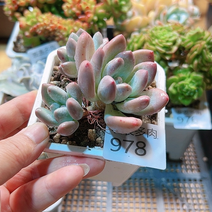 9 0盆多肉我们的生活是978