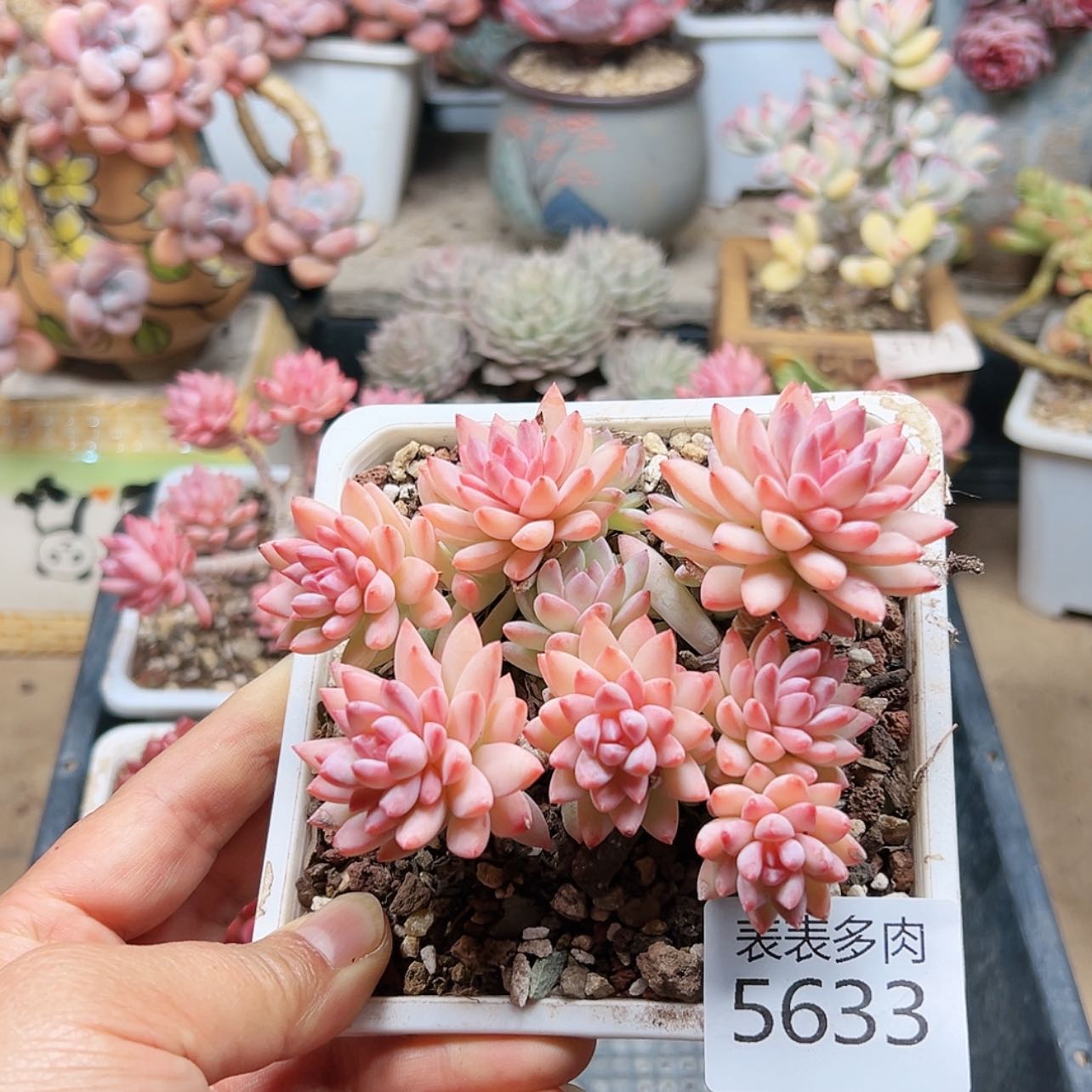 【闪购商品】每天5633
