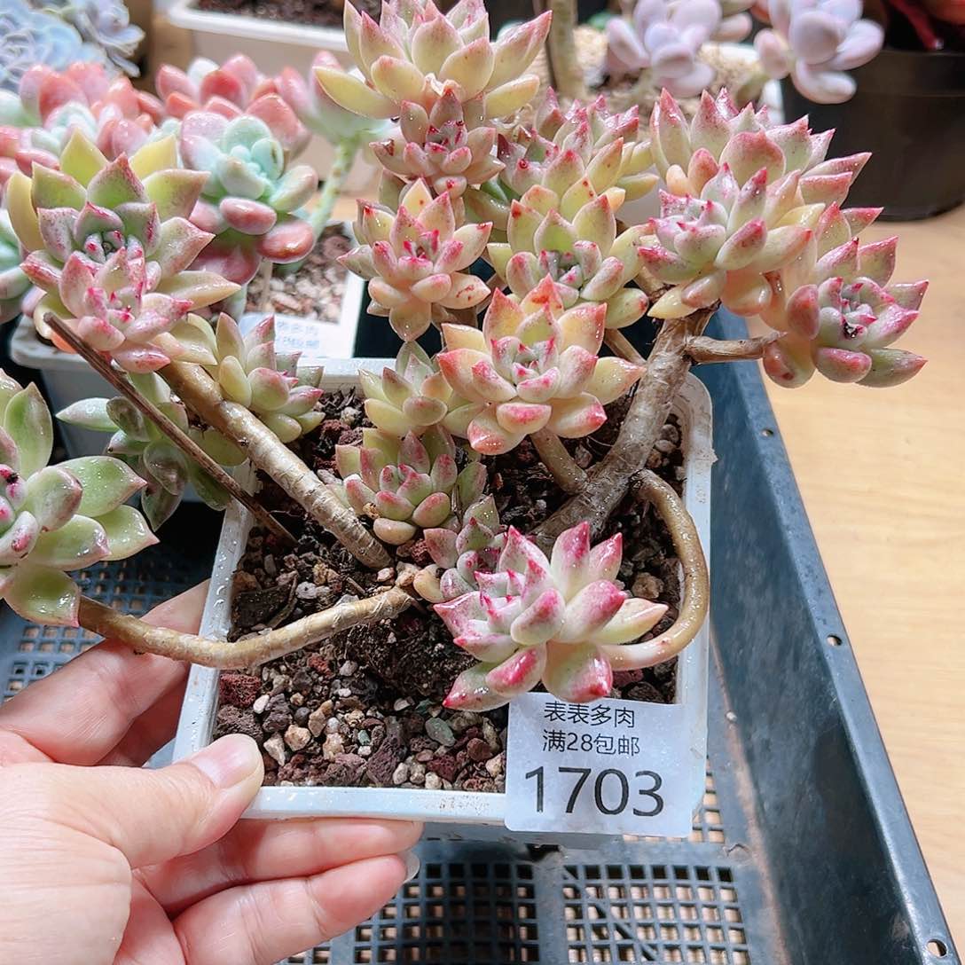 9号多肉我们的1703