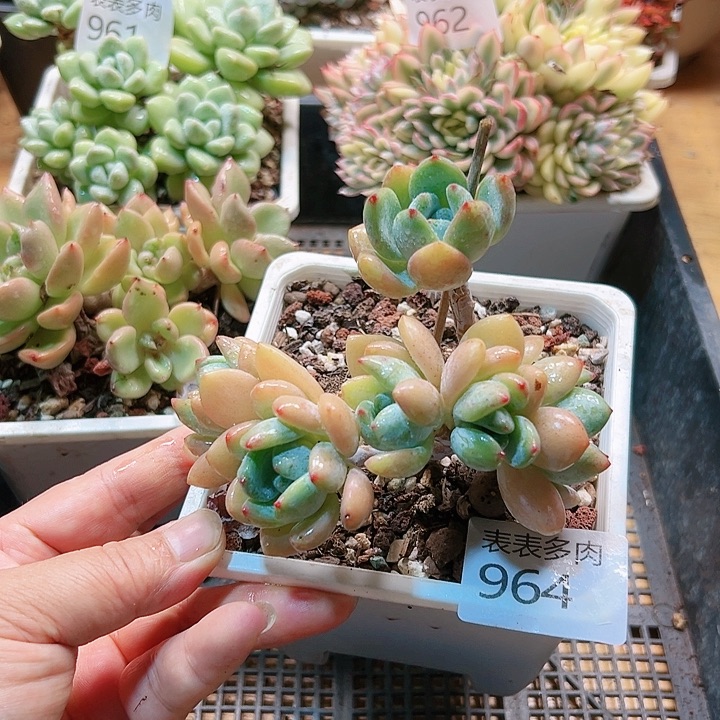 9 0盆多肉我们的生活是964