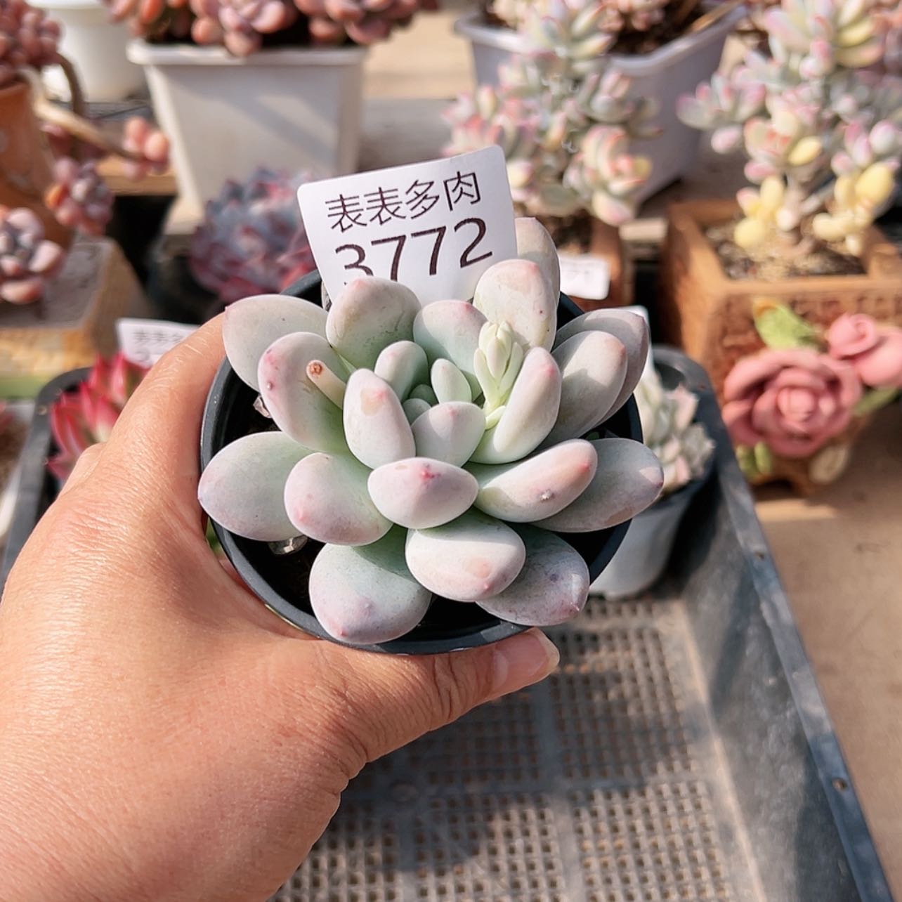 【闪购商品】每天3 7 7 2