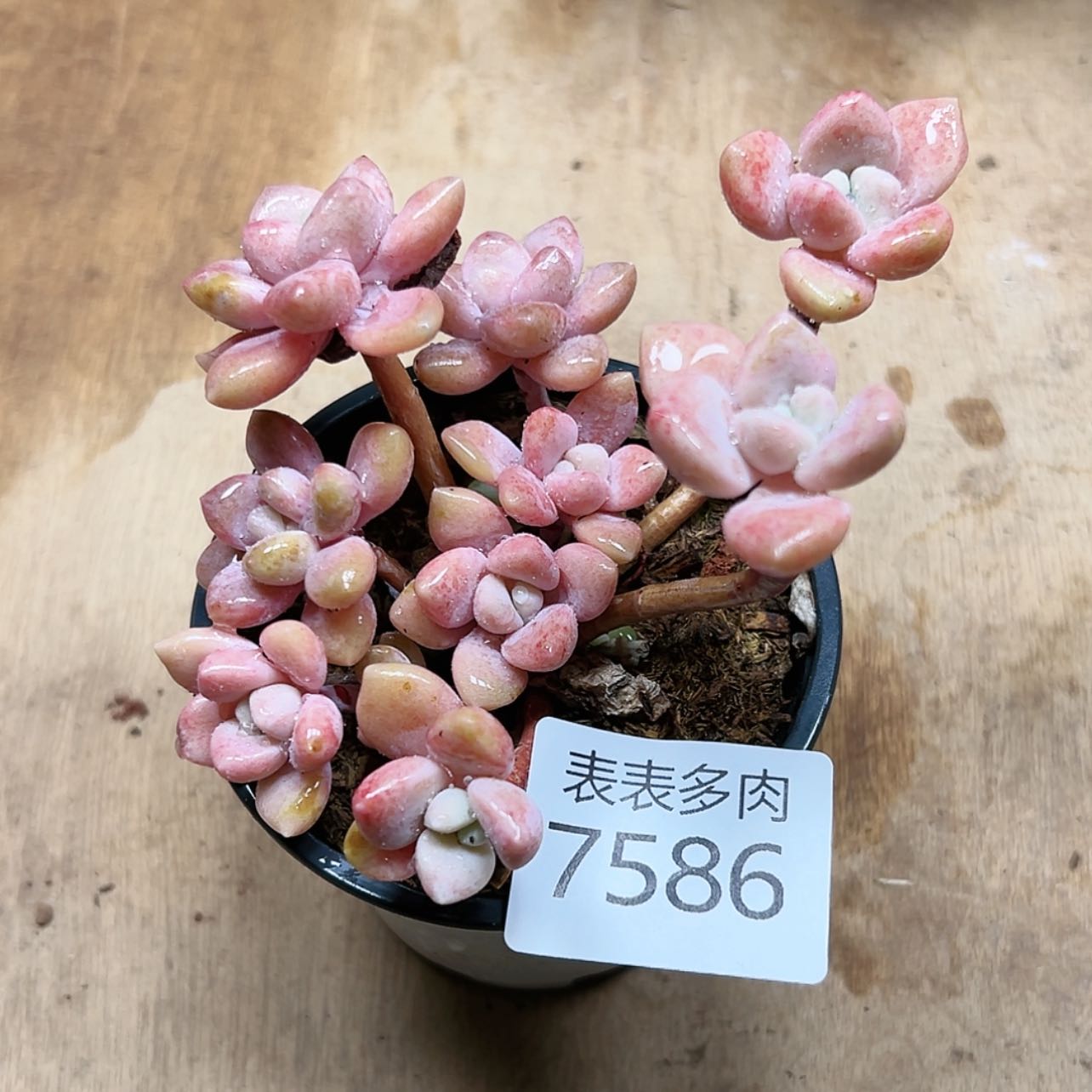 【闪购商品】编号7586