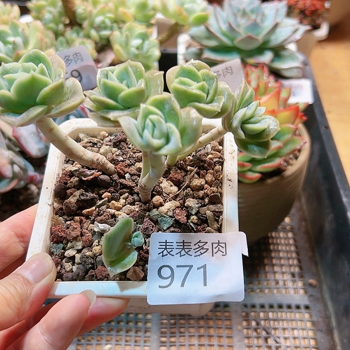 9 0盆多肉我们的生活是971