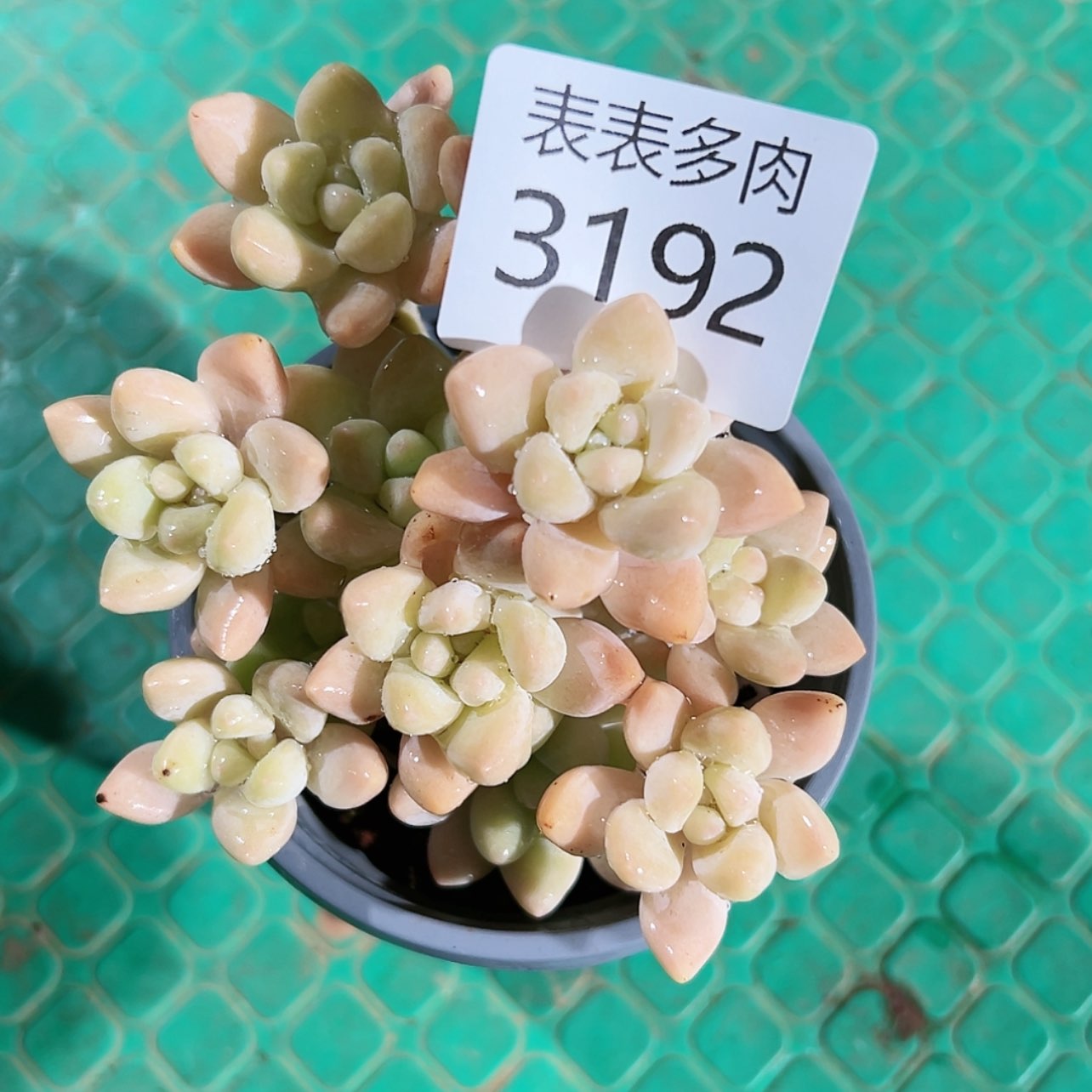 【闪购商品】今天3192