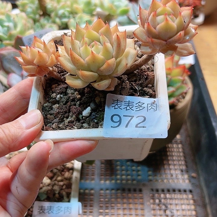 9 0盆多肉我们的生活是972