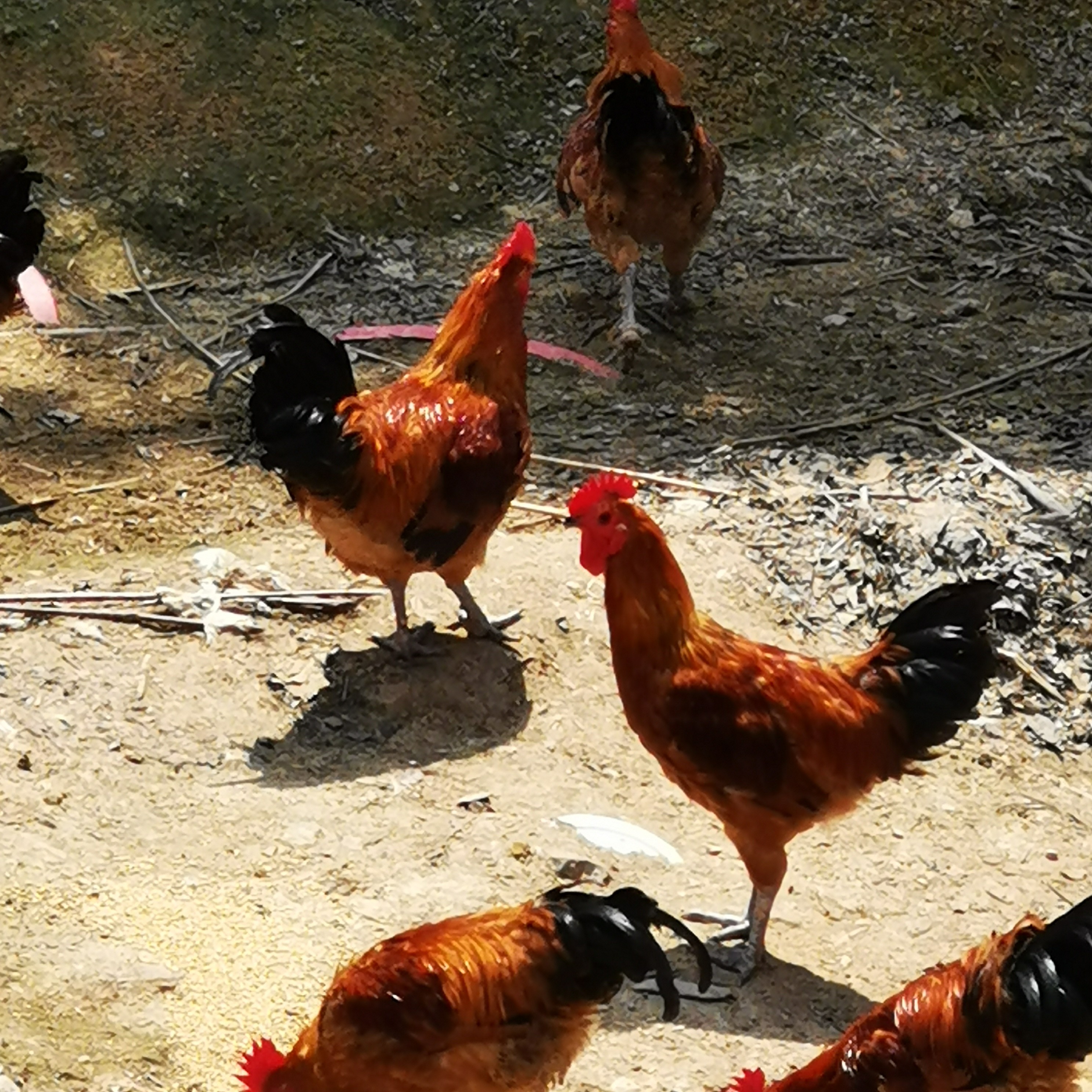 大别山生态放养跑山鸡