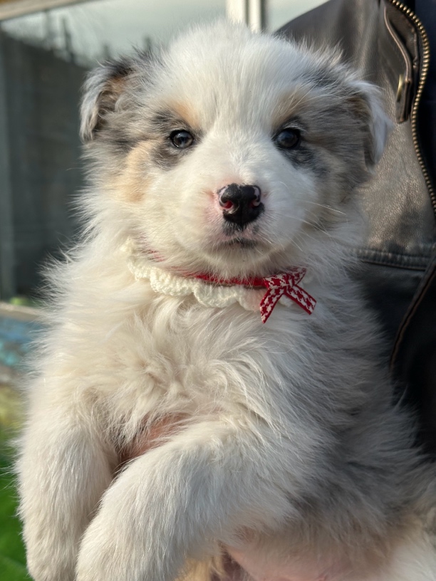 粉色口水巾甜美气质优雅可爱批发1000个