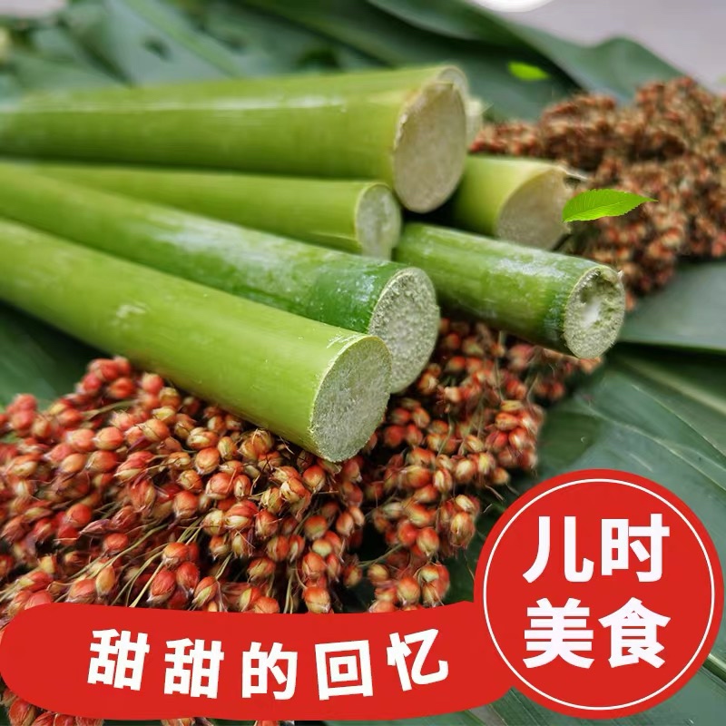 甜杆高粱种子传统甜杆农家甘蔗家庭小院种植夏季多汁甘甜精品四季