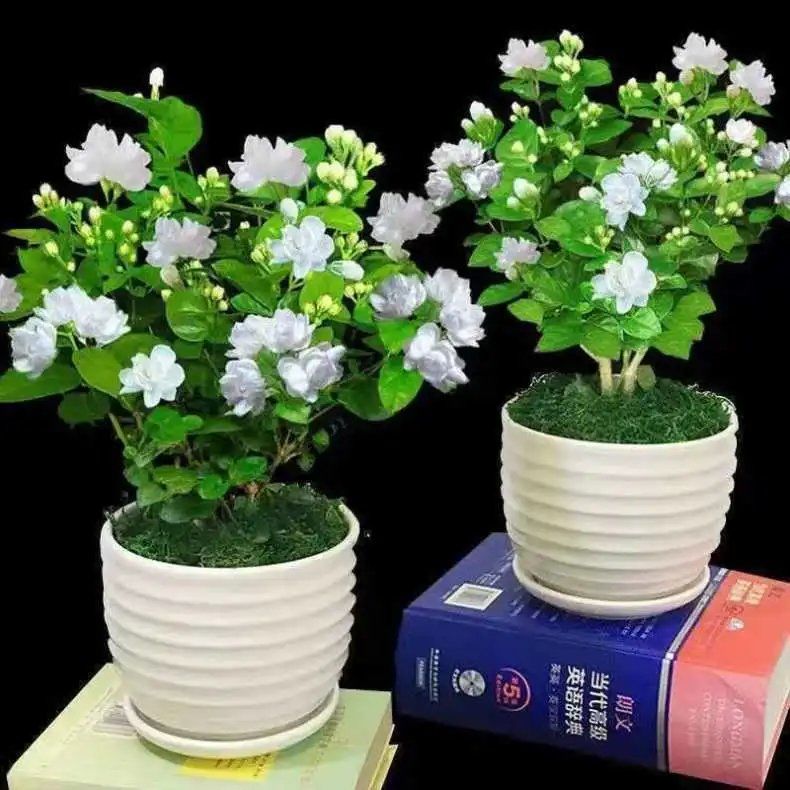 茉莉花种子花籽活种耐热观赏植物四季可播阳台盆栽室内花卉籽