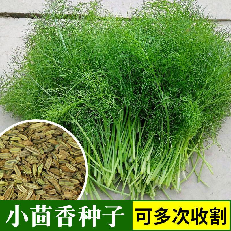 小茴香种子籽孑蔬菜苗新鲜香菜盆栽食用四季阳台农家庭院套庭院